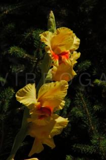 Gladiolus x gandavensis hort. - Inflorescence - Click to enlarge!